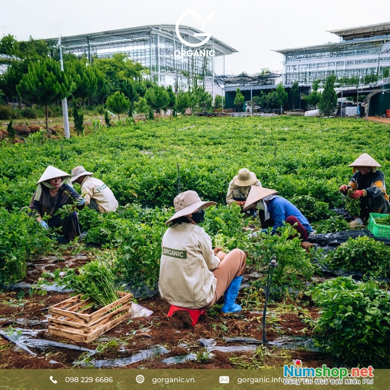 bot-rau-cu-huu-co-g-organic-nap-nang-luong-xanh-moi-ngay-wVfV1a6UC0-1763523880.jpg